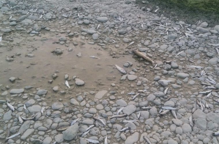 رودخانه “بشار” مُرد؛هزاران ماهی با تیر بی تدبیری آب منطقه‌ای و محیط زیست نابود شد