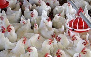 آشفته بازار مرغ درآذربایجان/ کاهش ظرفیت ۱۱ میلیونی جوجه ریزی به ۳ میلیون قطعه
