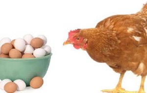 صنعت مرغداری کشور پس از خودروسازی بزرگترین صنعت کشور/ سهم ۲۰درصدی آذربایجان از مرغ مادر تخمگذار در کشور