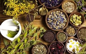 تولید ۴۳۷ تن انواع گیاهان دارویی در مراغه