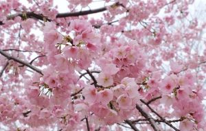 فیلم/ بهشت بهار با شکوفههای سفید در قلعهچای عجبشیر فیلم/ بهشت بهار با شکوفههای سفید در قلعهچای عجبشیر