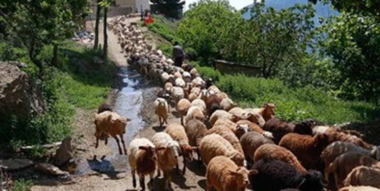 کمبود آرد و نان در مناطق ییلاقی سهند مراغه کمبود آرد و نان در مناطق ییلاقی سهند مراغه