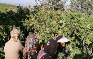 مرغوبترین سماق ایران کجا تولید میشود؟ مرغوبترین سماق ایران کجا تولید میشود؟
