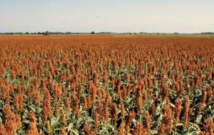 کاشت سورگوم دانهای برای اولینبار در استان آذربایجان شرقی کاشت سورگوم دانهای برای اولینبار در استان آذربایجان شرقی