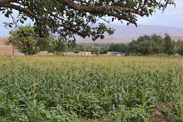 شیر بلال اَهَر(اهرمَکَه سی)