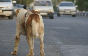 پناهگاه حیوانات در تبریز آبان‌ سال‌جاری به بهره برداری می‌رسد/ عقیم سازی سگ‌های بلاصاحب تبریز پس از زنده گیری