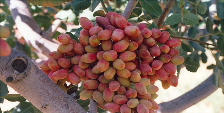 ایران ۵۳۰ هزار هکتار باغ پسته دارد/ حال ناخوش پسته ایران و کرمان