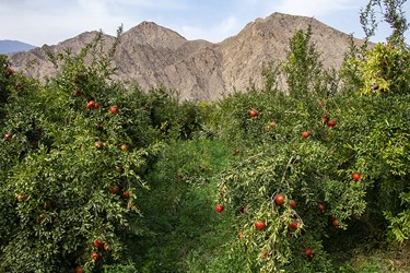جشنواره انار و انجیر در منطقه مرزی نوردوز جشنواره انار و انجیر در منطقه مرزی نوردوز