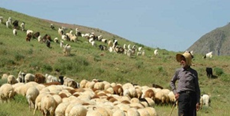 عشایر ۲۰ درصد پروتئین را تولید می‌کنند
