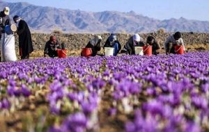 تولید ۱٫۹ تن زعفران در استان آذربایجانشرقی تولید ۱٫۹ تن زعفران در استان آذربایجانشرقی