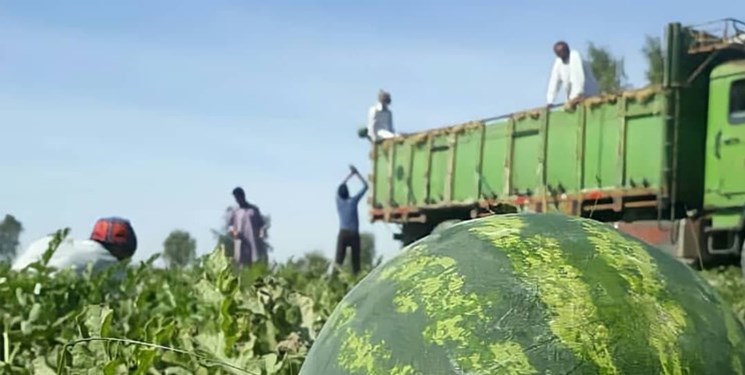 ممنوعیت کاشت محصولات با نیاز آبی بالا/ کاشت سبزی و صیفی در فضای آزاد ممنوع است