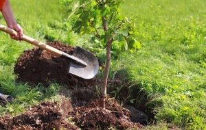 توزیع ۳۰۰ هزار اصله نهال در آذربایجان‌شرقی