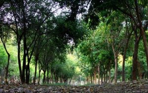 ۲۸۵ پارک و بوستان محلهای میزبان شهروندان تبریزی در روز طبیعت ۲۸۵ پارک و بوستان محلهای میزبان شهروندان تبریزی در روز طبیعت