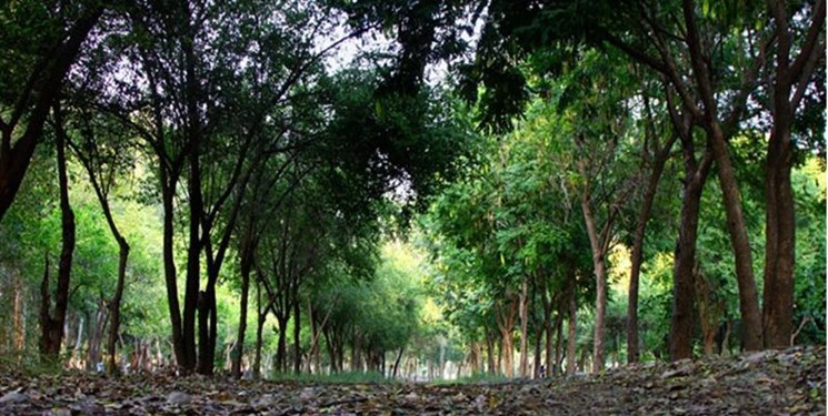 ۲۸۵ پارک و بوستان محله‌ای میزبان شهروندان تبریزی در روز طبیعت