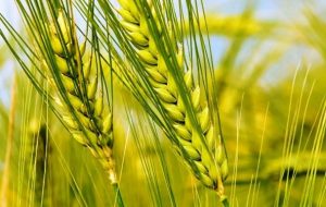 ایجاد ۲۰ پایگاههای نوآوری محصولات زراعی دیم در کشور ایجاد ۲۰ پایگاههای نوآوری محصولات زراعی دیم در کشور