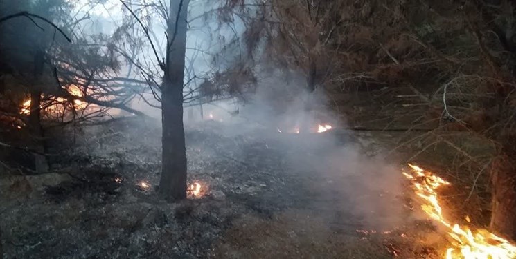جزئیات آتشسوزی درختان دانشگاه تبریز + عکس جزئیات آتشسوزی درختان دانشگاه تبریز + عکس