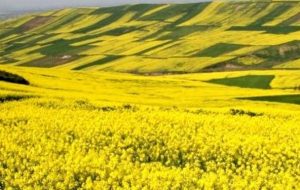 خبر خوش برای کشاورزان، افزایش قیمت خرید تضمینی کلزا