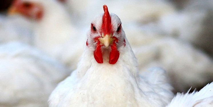 عملیاتی شدن تجارت قراردادی در خصوص گوشت مرغ عملیاتی شدن تجارت قراردادی در خصوص گوشت مرغ