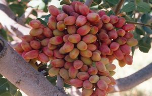 صادرات پسته ایلخچی به نام کرمان! صادرات پسته ایلخچی به نام کرمان!