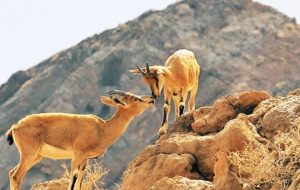 حیات وحش آذربایجانشرقی در معرض تهدید است حیات وحش آذربایجانشرقی در معرض تهدید است
