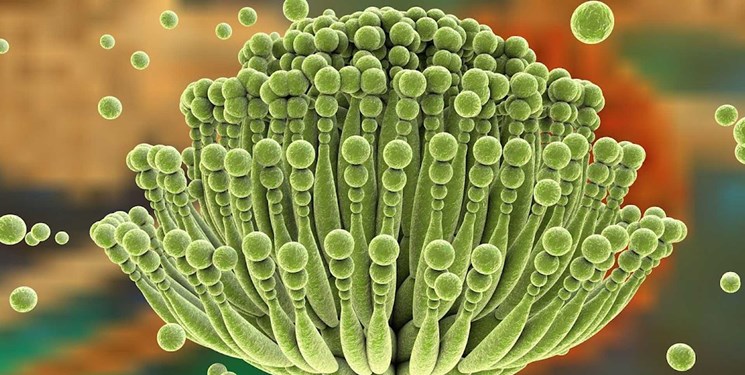 دستیابی به باکتری پروبیوتیک بومی علیه سم آفلاتوکسین مواد غذایی در تبریز دستیابی به باکتری پروبیوتیک بومی علیه سم آفلاتوکسین مواد غذایی در تبریز
