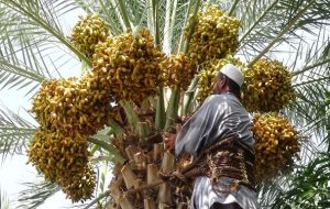 آذربایجان صادر کننده خرما بدون داشتن یک درخت نخل