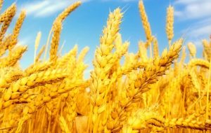 افزایش ۲۰ درصدی سطح زیر کشت دیمزارهای کشور در طرح جهش تولید