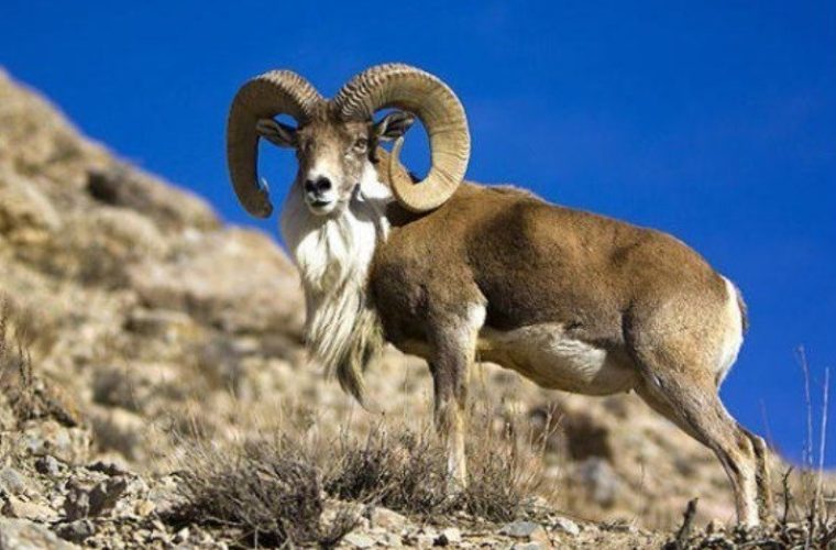 افزایش 10 برابری جمعیت علف خواران در 5 قرق مردمی افزایش 10 برابری جمعیت علف خواران در 5 قرق مردمی