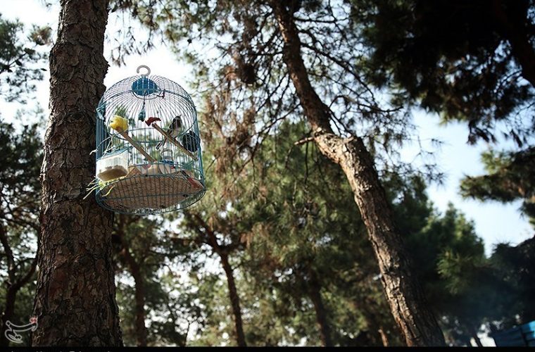 کاشت 25000 اصله درخت در پارک چیتگر تا پایان سال جاری