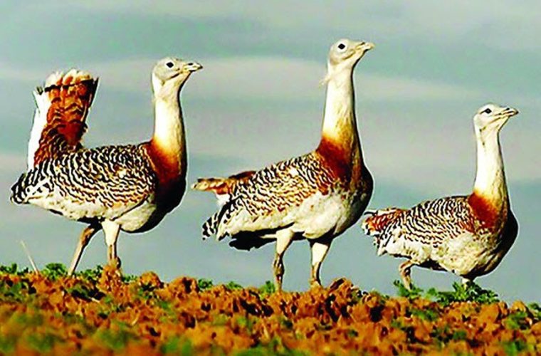 سرشماری ۱۹ بال پرنده میش‌مرغ در زیستگاه‌های بوکان