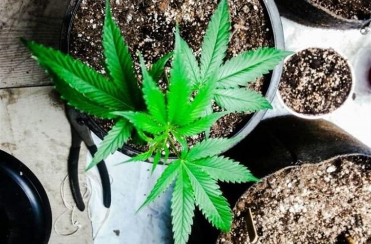 استفاده از ترکیبات گیاه شاهدانه در صنایع بهداشتی و دارویی استفاده از ترکیبات گیاه شاهدانه در صنایع بهداشتی و دارویی