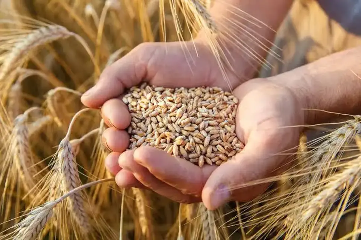 خرید بیش از ۹۰۰۰ تن گندم توسط تعاون روستایی آذربایجان شرقی خرید بیش از ۹۰۰۰ تن گندم توسط تعاون روستایی آذربایجان شرقی