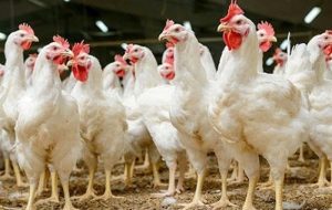 معاونت علمی تمرکز خود را از طرح مرغ آرین برداشت