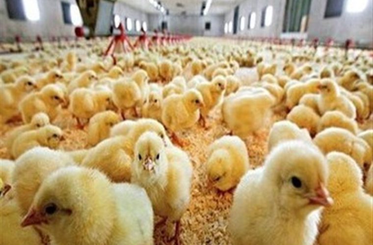 پروبیوتیک بومی؛ پیشنهاد جدید دانشمندان ایرانی برای سلامت جوجه های گوشتی
