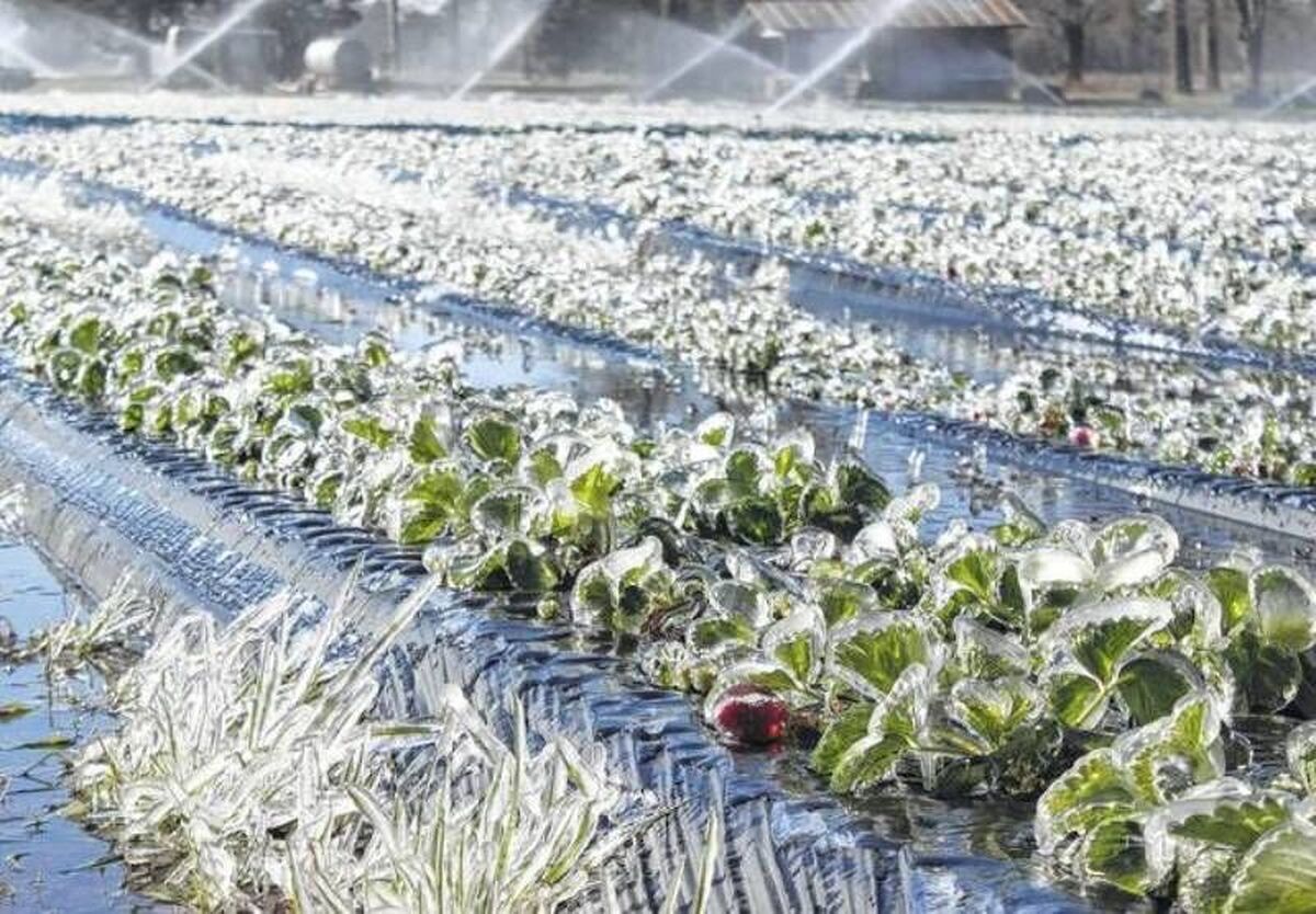 کاهش محسوس دما و یخبندان شبانه در مناطق سردسیر کاهش محسوس دما و یخبندان شبانه در مناطق سردسیر