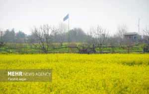 دشت های زرد مزارع کلزا در مازندران دشت های زرد مزارع کلزا در مازندران