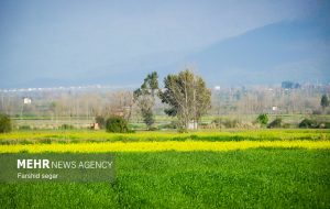 وضعیت مزارع کنگاور مطلوب ارزیابی شد – پایگاه خبری تبریز یازار | اخبار ایران و جهان