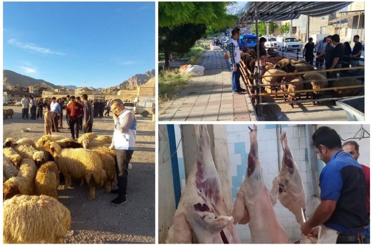 اجرای موفق طرح نظارت بهداشتی عید قربان در کرمانشاه – پایگاه خبری تبریز یازار | اخبار ایران و جهان اجرای موفق طرح نظارت بهداشتی عید قربان در کرمانشاه – پایگاه خبری تبریز یازار | اخبار ایران و جهان