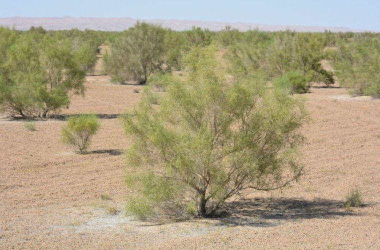 تولید ۲۰ هزار قلمه گز در گرمسار؛ فناوری برای مهار ریزگردها و کمآبیگر – پایگاه خبری تبریز یازار | اخبار ایران و جهان تولید ۲۰ هزار قلمه گز در گرمسار؛ فناوری برای مهار ریزگردها و کمآبیگر – پایگاه خبری تبریز یازار | اخبار ایران و جهان