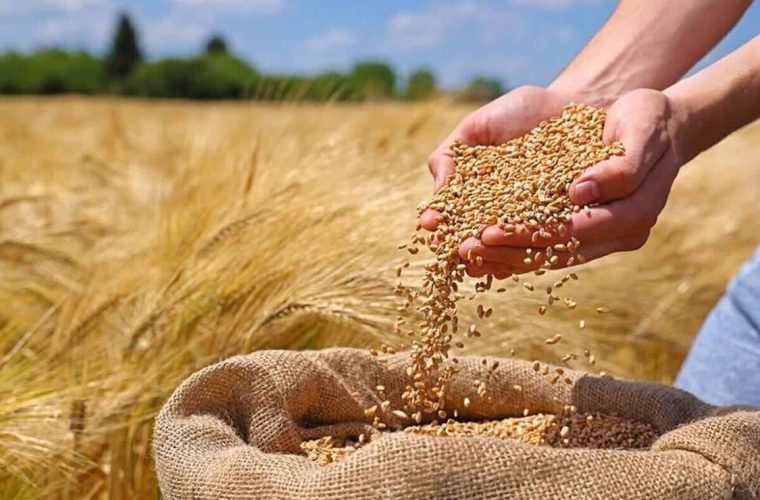خرید گندم از کشاورزان آذربایجان شرقی از مرز ۲۰۷ هزار تن گذشت – پایگاه خبری تبریز یازار | اخبار ایران و جهان خرید گندم از کشاورزان آذربایجان شرقی از مرز ۲۰۷ هزار تن گذشت – پایگاه خبری تبریز یازار | اخبار ایران و جهان