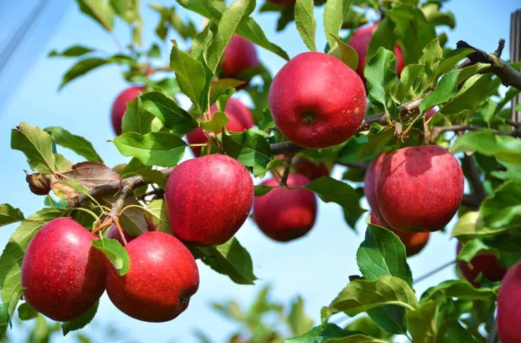 قطب سیب ایران چشمانتظار بازار؛ امسال گره صادرات باز می شود؟ – پایگاه خبری تبریز یازار | اخبار ایران و جهان قطب سیب ایران چشمانتظار بازار؛ امسال گره صادرات باز می شود؟ – پایگاه خبری تبریز یازار | اخبار ایران و جهان