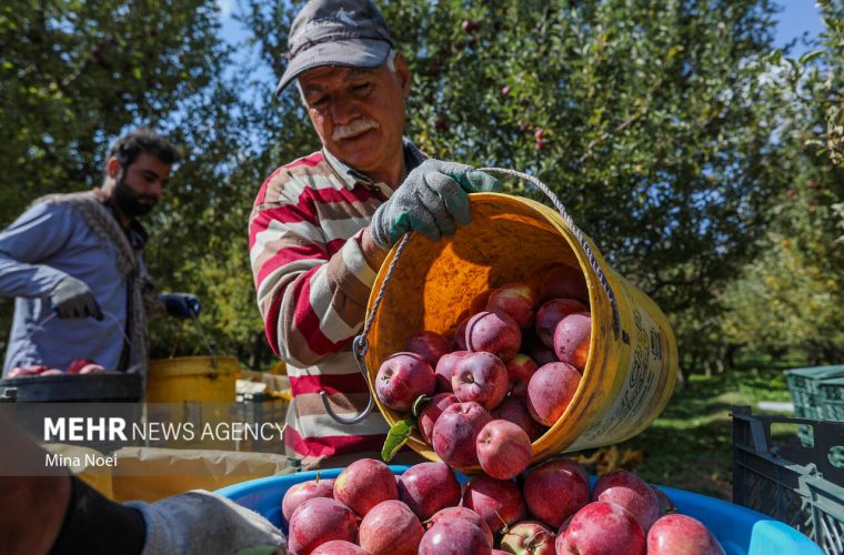 از قفقاز تا خلیج فارس؛ سیب آذربایجان شرقی در مسیر بازارهای جهانی – پایگاه خبری تبریز یازار | اخبار ایران و جهان از قفقاز تا خلیج فارس؛ سیب آذربایجان شرقی در مسیر بازارهای جهانی – پایگاه خبری تبریز یازار | اخبار ایران و جهان
