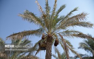 اینفوگرافیک؛ سراوان قطب تولید خرما در سیستان و بلوچستان – پایگاه خبری تبریز یازار | اخبار ایران و جهان