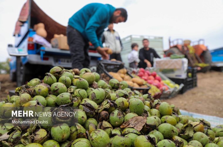 اینفوگرافیک؛ پیشبینی تولید بیش از ۶ هزار و ۵۰۰ تن گردو در باغات قزوین – پایگاه خبری تبریز یازار | اخبار ایران و جهان اینفوگرافیک؛ پیشبینی تولید بیش از ۶ هزار و ۵۰۰ تن گردو در باغات قزوین – پایگاه خبری تبریز یازار | اخبار ایران و جهان